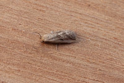 Hypenodes humidalis - Moeras micro-uil