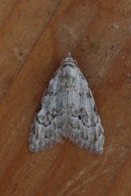 Nola confusalis - Vroeg visstaartje