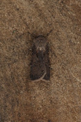 Agrotis segetum - Gewone velduil