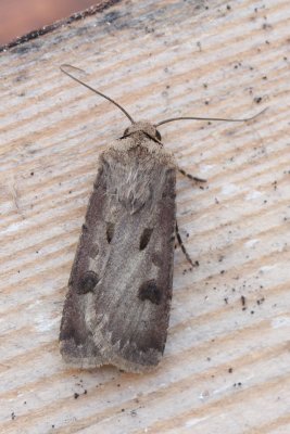 Agrotis exclamationis - Gewone worteluil