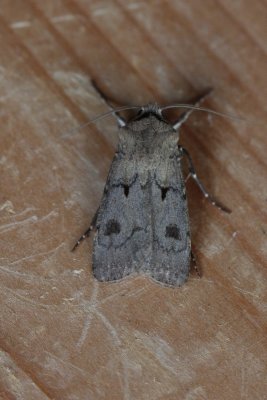 Agrotis exclamationis - Gewone worteluil
