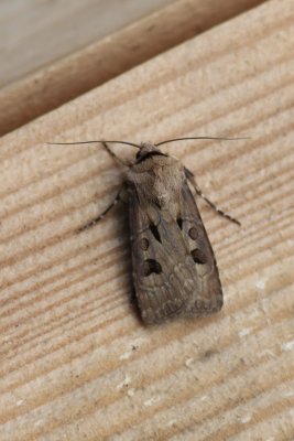 Agrotis exclamationis - Gewone worteluil