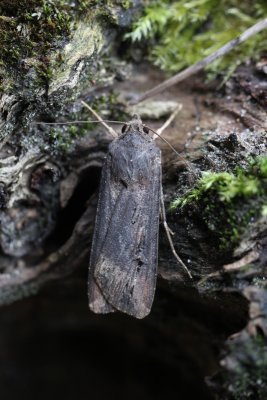 Agrotis ipsilon - Grote worteluil