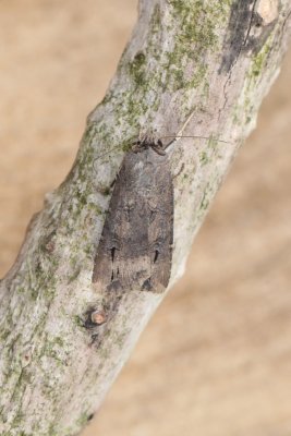 Agrotis ipsilon - Grote worteluil