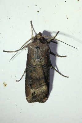 Agrotis ipsilon - Grote worteluil