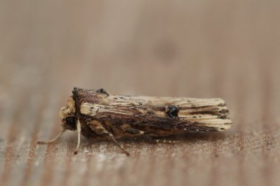 Axylia putris - Houtspaander