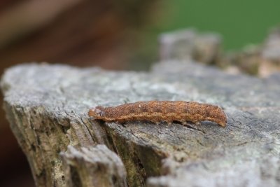 Noctua fimbriata - Breedbandhuismoeder