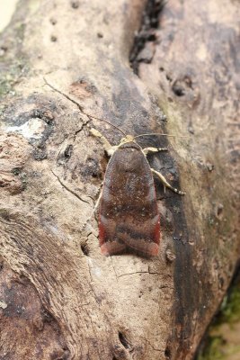 Noctua janthe - Open-breedbandhuismoeder