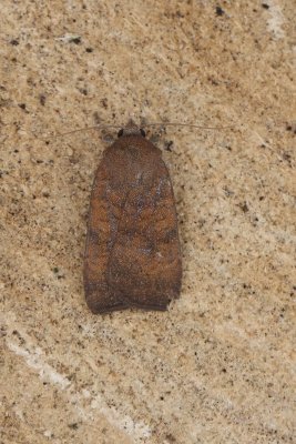 Noctua interjecta - Kleine huismoeder
