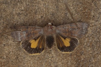Noctua interjecta - Kleine huismoeder