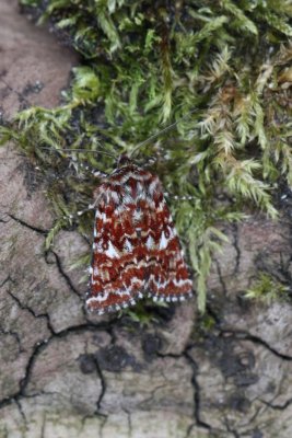 Anarta myrtilli - Roodbont heide-uiltje