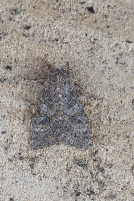 Anarta trifolii - Spurrie-uil