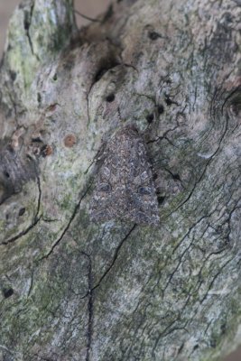 Anarta trifolii - Spurrie-uil