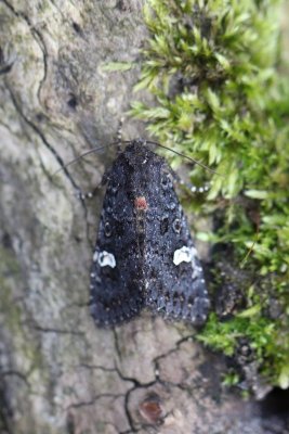 Melanchra persicariae - perzikkruiduil