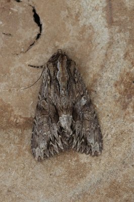 Lacanobia thalassina - W-uil