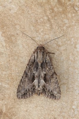 Lacanobia thalassina - W-uil