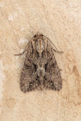 Lacanobia thalassina - W-uil