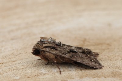 Lacanobia thalassina - W-uil