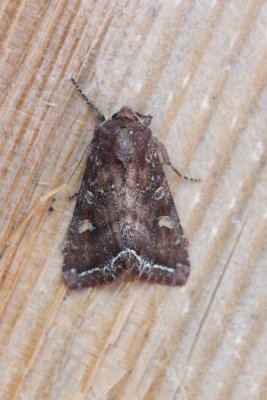 Lacanobia oleracea - Groenteuil