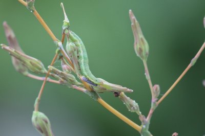 Hecatera dysodea - Kompassla-uil - 2017