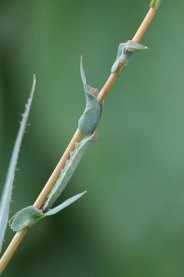 Hecatera dysodea - Kompassla-uil - 2017