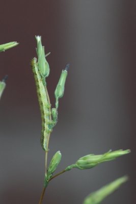 Hecatera dysodea - Kompassla-uil - 2017