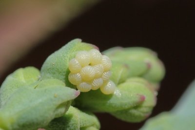Hecatera dysodea - Kompassla - uil eitjes 2019