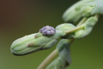 Hecatera dysodea - Kompassla - uil eitjes 2019