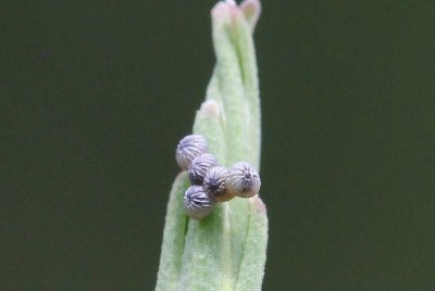 Hecatera dysodea - Kompassla - uil eitjes 2019