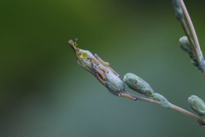 Hecatera dysodea - Kompassla-uil - 2019