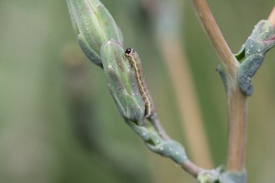 Hecatera dysodea - Kompassla-uil - 2019