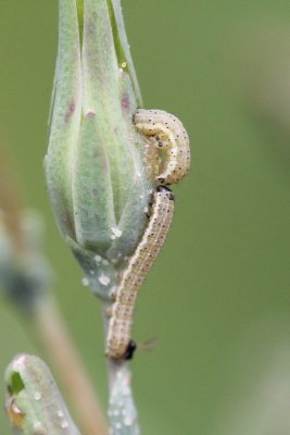 Hecatera dysodea - Kompassla-uil - 2019