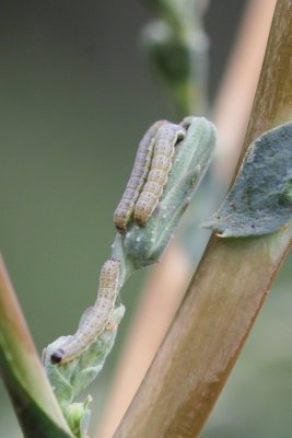 Hecatera dysodea - Kompassla-uil - 2019