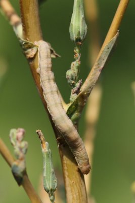 Hecatera dysodea - Kompassla-uil - 2019