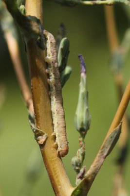 Hecatera dysodea - Kompassla-uil - 2019