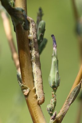 Hecatera dysodea - Kompassla-uil - 2019