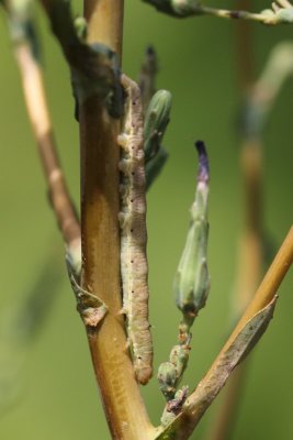 Hecatera dysodea - Kompassla-uil - 2019