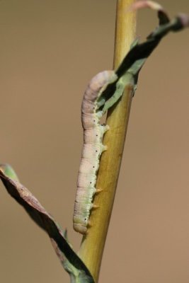 Hecatera dysodea - Kompassla-uil - 2019