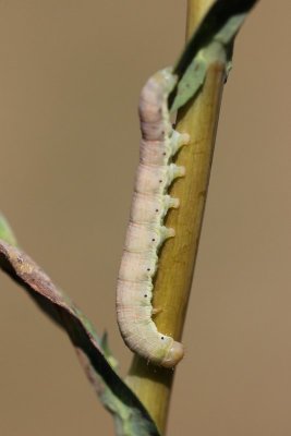 Hecatera dysodea - Kompassla-uil - 2019