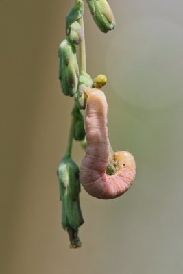 Hecatera dysodea - Kompassla-uil - 2019