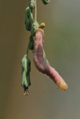 Hecatera dysodea - Kompassla-uil - 2019