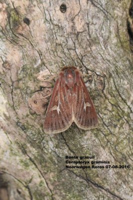 Cerapteryx graminis - Bonte grasuil