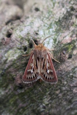 Cerapteryx graminis - Bonte grasuil