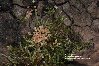 Cerapteryx graminis - Bonte grasuil