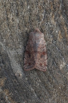 Orthosia incerta - Variabele voorjaarsuil