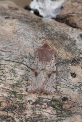 Orthosia incerta - Variabele voorjaarsuil