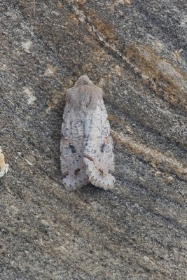 Orthosia incerta - Variabele voorjaarsuil