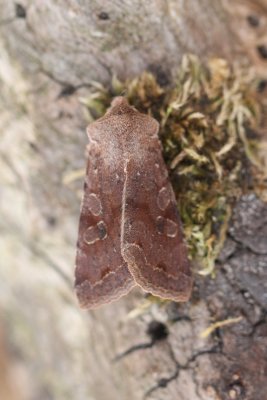 Orthosia incerta - Variabele voorjaarsuil