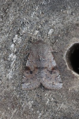 Orthosia incerta - Variabele voorjaarsuil