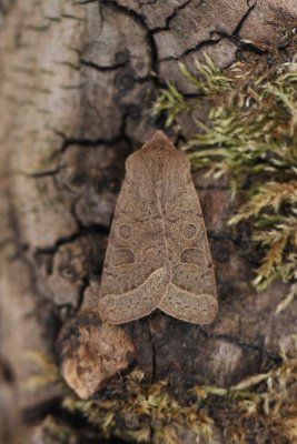 Orthosia incerta - Variabele voorjaarsuil